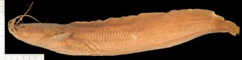 Media type: image;   Ichthyology 65193 Aspect: lateral